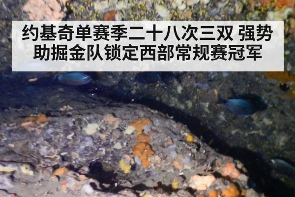 约基奇单赛季二十八次三双 强势助掘金队锁定西部常规赛冠军